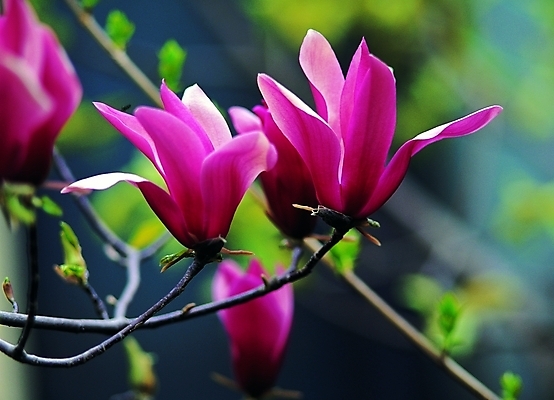 포토 나무 식물 꽃 컬러 여러송이 백그라운드 봄꽃 자연 생물 꽃나무 근접촬영 사람없음 아웃포커스 장미 나뭇가지 자주색 목련 자목련 국내포토 뷰포인트 다수 촬영기법 봄 생태계 파일형식