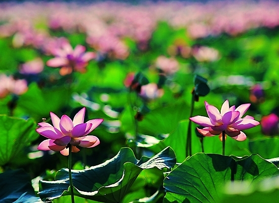 포토 주간 식물 꽃 분홍색 여러송이 백그라운드 잎 여름꽃 자연 생물 연꽃 그림자 사람없음 야외 햇빛 장미 연못 연잎 심청이 국내포토 자연요소 컬러 다수 동화 태양 생태계 파일형식 여름_계절