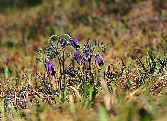포토 식물 꽃 백그라운드 봄꽃 자연 생물 근접촬영 사람없음 야외 아웃포커스 장미 보라색 들꽃 풀 잡초 할미꽃 국내포토 뷰포인트 컬러 촬영기법 봄 생태계 파일형식