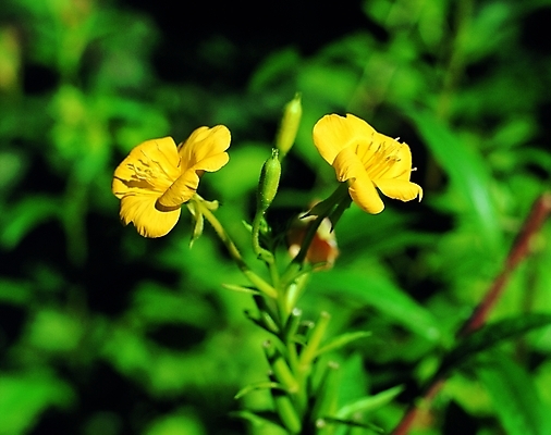 포토 식물 꽃 백그라운드 여름꽃 자연 생물 근접촬영 사람없음 아웃포커스 장미 노란색 두송이 달맞이꽃 국내포토 뷰포인트 컬러 2 촬영기법 생태계 파일형식 여름_계절