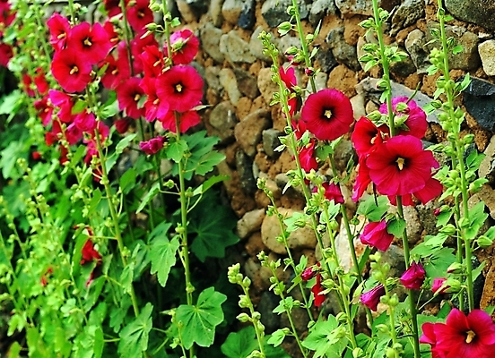 포토 주간 식물 꽃 줄기 여러송이 백그라운드 잎 여름꽃 자연 생물 돌담 사람없음 야외 빨간색 담장 장미 접시꽃 국내포토 자연요소 컬러 다수 돌_바위 생태계 파일형식 여름_계절