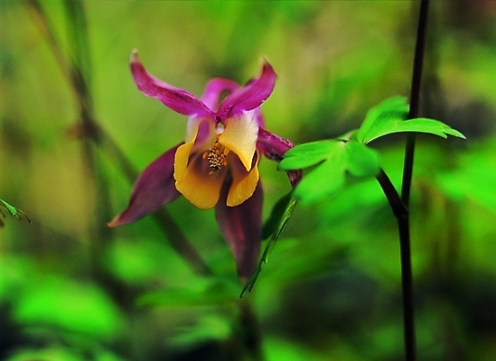 포토 식물 꽃 줄기 백그라운드 잎 한송이 봄꽃 자연 생물 근접촬영 사람없음 아웃포커스 장미 매발톱꽃 국내포토 1 뷰포인트 촬영기법 봄 생태계 송이 파일형식