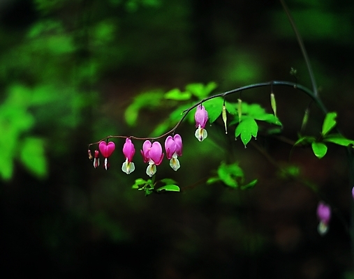 포토 식물 꽃 줄기 분홍색 백그라운드 봄꽃 자연 생물 근접촬영 사람없음 아웃포커스 장미 금낭화 국내포토 뷰포인트 컬러 촬영기법 봄 생태계 파일형식