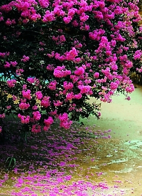 포토 주간 나무 식물 꽃잎 꽃 분홍색 컬러 여러송이 백그라운드 여름꽃 자연 생물 바닥 꽃나무 사람없음 야외 장미 떨어짐 땅 백일홍 국내포토 자연요소 다수 컨셉 생태계 파일형식 여름_계절