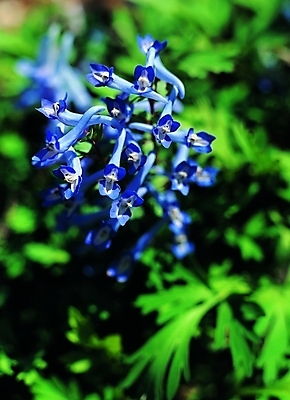 포토 식물 꽃 컬러 백그라운드 자연 생물 근접촬영 사람없음 아웃포커스 초록색 파란색 현호색 국내포토 뷰포인트 촬영기법 생태계 파일형식