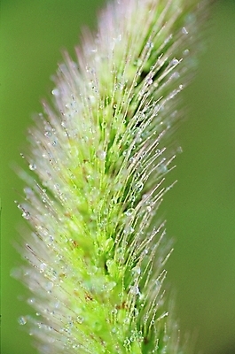 포토 모양 식물 줄기 컬러 잎 무늬 자연 나뭇잎 생물 근접촬영 사람없음 아웃포커스 초록색 한개 촉촉함 물방울 풀 이슬 솜털 강아지풀 국내포토 1 뷰포인트 촬영기법 젖음 생태계 한해살이풀 파일형식