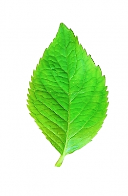 포토 모양 식물 컬러 백그라운드 잎 무늬 채소 식재료 자연 생물 근접촬영 사람없음 초록색 농작물 한개 잎맥 깻잎 국내포토 1 뷰포인트 농업 생태계 파일형식