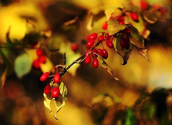 포토 나무 식물 열매 꽃 컬러 백그라운드 잎 봄꽃 자연 나뭇잎 근접촬영 사람없음 아웃포커스 빨간색 나뭇가지 산수유 산수유열매 국내포토 뷰포인트 촬영기법 봄 생태계 파일형식