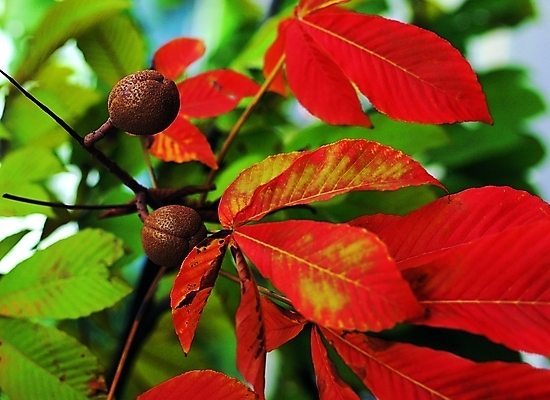 포토 나무 식물 열매 음식 컬러 백그라운드 잎 자연 나뭇잎 근접촬영 사람없음 아웃포커스 빨간색 초록색 두개 도토리 도토리나무 국내포토 뷰포인트 2 촬영기법 견과류 생태계 파일형식