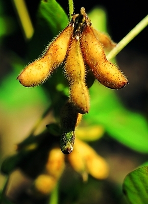 포토 식물 열매 컬러 백그라운드 채소 식재료 자연 콩 곡류 근접촬영 사람없음 아웃포커스 농작물 노란색 콩껍질 콩나무 국내포토 나무 뷰포인트 농업 촬영기법 껍질 생태계 파일형식