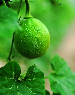 포토 식물 열매 컬러 백그라운드 잎 채소 식재료 자연 호박 근접촬영 사람없음 아웃포커스 초록색 농작물 한개 이슬 호박잎 국내포토 1 뷰포인트 농업 촬영기법 생태계 파일형식