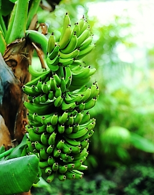 포토 나무 식물 열매 컬러 백그라운드 과일 자연 바나나 사람없음 야외 아웃포커스 초록색 농작물 열대식물 열대과일 바나나나무 국내포토 농업 촬영기법 생태계 파일형식