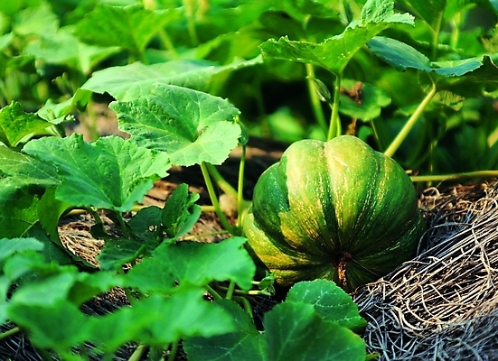 포토 주간 식물 열매 컬러 백그라운드 밭 채소 식재료 자연 호박 사람없음 야외 초록색 빛 농작물 호박밭 호박잎 국내포토 자연요소 잎 농업 생태계 파일형식