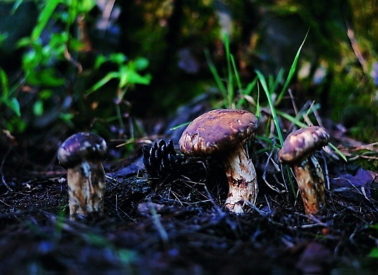 포토 식물 웰빙 열매 백그라운드 채소 식재료 자연 사람없음 야외 농작물 버섯 세개 풀 식용버섯 송이버섯 국내포토 농업 3 생태계 파일형식