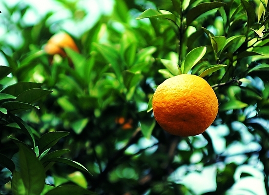 포토 나무 식물 열매 컬러 백그라운드 잎 과일 자연 나뭇잎 귤 근접촬영 사람없음 야외 아웃포커스 농작물 주황색 나뭇가지 과일나무 오렌지나무 제철과일 국내포토 뷰포인트 농업 촬영기법 생태계 제철 파일형식