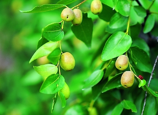 포토 나무 식물 열매 컬러 백그라운드 잎 과일 자연 나뭇잎 사람없음 야외 아웃포커스 초록색 농작물 나뭇가지 과일나무 대추 대추나무 국내포토 농업 촬영기법 생태계 파일형식