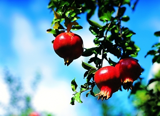 포토 주간 나무 식물 구름 열매 컬러 백그라운드 과일 자연 하늘 나뭇잎 사람없음 야외 아웃포커스 빨간색 빛 농작물 나뭇가지 세개 과일나무 석류 석류나무 국내포토 자연요소 잎 농업 촬영기법 3 생태계 파일형식