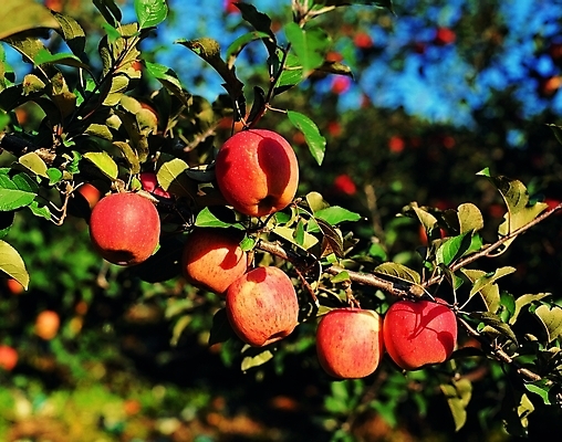 포토 주간 나무 식물 열매 백그라운드 과일 자연 사람없음 야외 아웃포커스 빨간색 농작물 햇빛 나뭇가지 사과 과일나무 사과나무 사과데이 애플데이 국내포토 자연요소 컬러 농업 데이이벤트 촬영기법 태양 생태계 파일형식