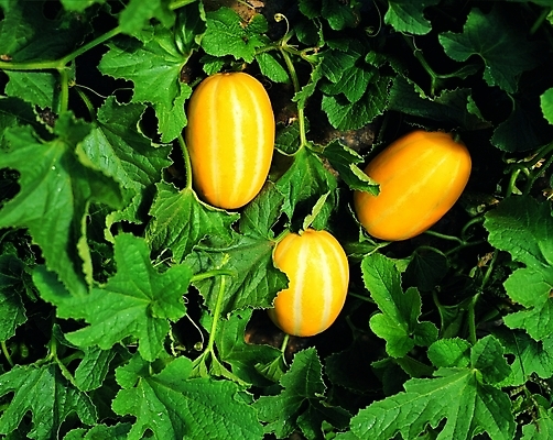 포토 식물 열매 줄기 컬러 백그라운드 잎 밭 과일 자연 사람없음 야외 초록색 농작물 노란색 세개 참외 제철 참외밭 제철과일 국내포토 농업 3 생태계 파일형식