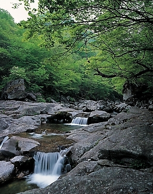 포토 주간 나무 식물 백그라운드 자연 산 물줄기 풍경 사람없음 야외 물 계곡 폭포 돌_바위 바위 나뭇가지 개울 급류 국내포토 자연요소 강 생태계 파일형식