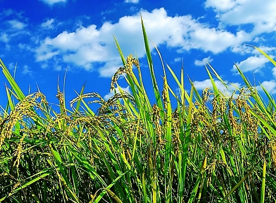 포토 JPG 주간 식물 구름 계절 백그라운드 농업 자연 하늘 곡류 논 풍경 사람없음 야외 농작물 햇빛 벼 가을 이삭 추분 벼농사 낱알 국내포토 자연요소 산업 태양 농사 절기 생태계 파일형식