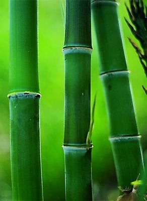 포토 나무 식물 컬러 백그라운드 자연 풍경 사람없음 초록색 나뭇가지 대나무 죽 대 마디 국내포토 음식 생태계 파일형식