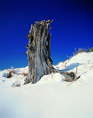 포토 주간 나무 식물 계절 백그라운드 겨울 자연 하늘 그림자 풍경 사람없음 야외 햇빛 쌓기 눈 고목 밑둥 국내포토 자연요소 모션 날씨 태양 생태계 파일형식