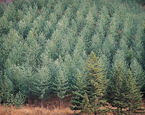 포토 주간 나무 식물 컬러 백그라운드 자연 풍경 사람없음 야외 초록색 소나무 숲 소나무숲 송 국내포토 자연요소 생태계 파일형식