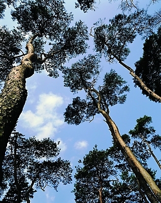 포토 주간 나무 식물 구름 로우앵글 백그라운드 자연 하늘 풍경 사람없음 야외 소나무 송 국내포토 자연요소 뷰포인트 생태계 파일형식