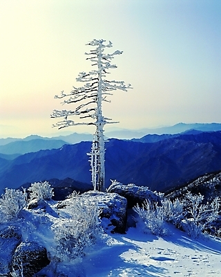 포토 주간 나무 식물 계절 백그라운드 겨울 자연 산 눈꽃 그림자 풍경 사람없음 야외 햇빛 쌓기 돌_바위 바위 눈 정상 산등성이 앙상함 산정상 국내포토 자연요소 모션 날씨 눈_날씨 태양 생태계 파일형식