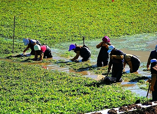 포토 JPG 주간 직업 모자 한국문화 한국전통 여자 남자 산업 전통문화 컬러 밭 농업 채소 노동자 논 작업복 그림자 사람 풍경 여러명 야외 초록색 농작물 햇빛 농사 농촌 시골 작업실 농부 미나리 소만 국내포토 자연요소 동양문화 전통 잡화 옷 문화 다수 한국 태양 파일형식