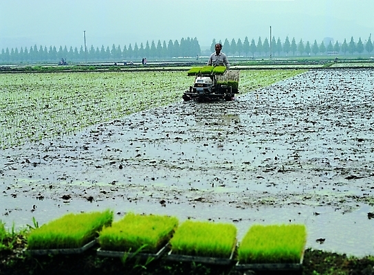 포토 JPG 주간 나무 식물 직업 한국문화 한국전통 남자 산업 전통문화 농업 자연 노동자 논 서기 사람 풍경 여러명 상반신 야외 물 농사 농촌 시골 작업실 중장비 농부 농기구 땅 가로수 전봇대 아저씨 벼농사 모판 모내기 논농사 남자만 국내포토 자연요소 동양문화 전통 공공시설 문화 다수 모션 한국 산업장비 생태계 파일형식