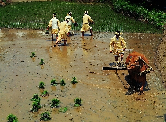포토 JPG 주간 식물 직업 한마리 한국문화 한국전통 남자 산업 전통문화 농업 자연 노동자 논 그림자 사람 풍경 여러명 야외 물 햇빛 농사 농촌 시골 작업실 소 농부 전통의상 한복 농기구 벼농사 모내기 논갈이 논농사 쟁기 흙탕물 남자만 국내포토 자연요소 1 동양문화 전통 문화 다수 포유류 한국 태양 생태계 파일형식