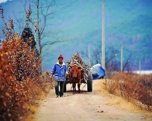 포토 JPG 주간 나무 식물 직업 척추동물 모자 한마리 한국문화 한국전통 남자 전통문화 길 육상교통 교통수단 교통 농업 포유류 자연 노동자 산 한명 사람 풍경 야외 걷기 농사 수레 운송업 농촌 시골 운반 작업실 소 당기기 농부 전봇대 달구지 소달구지 남자만 남자한명만 국내포토 자연요소 동물 1 동양문화 전통 잡화 공공시설 산업 문화 모션 한국 카트 생태계 파일형식