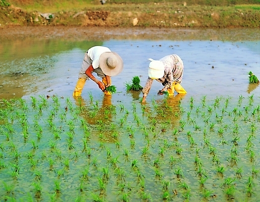 포토 JPG 주간 전신 식물 직업 모자 한국문화 한국전통 여자 남자 산업 전통문화 농업 노동자 논 숙이기 장화 서기 사람 풍경 야외 두명 물 농사 농촌 시골 작업실 농부 땅 밀짚모자 벼농사 모내기 몸빼 국내포토 자연요소 모자_잡화 동양문화 전통 잡화 문화 포즈 신발 모션 한국 파일형식