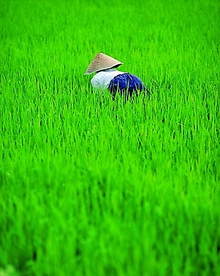 포토 JPG 주간 모자 한국문화 한국전통 웰빙 여자 전통문화 컬러 백그라운드 농업 자연 논 숙이기 한명 사람 풍경 초원 성인 야외 뒷모습 초록색 농사 농촌 시골 유기농 몸빼 아낙 아낙네 여자만 여자한명만 성인여자만 성인만 국내포토 자연요소 1 동양문화 전통 잡화 산업 문화 뷰포인트 포즈 한국 생태계 파일형식