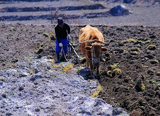 포토 JPG 주간 직업 척추동물 한마리 한국문화 한국전통 남자 전통문화 밭 농업 포유류 자연 노동자 논 숙이기 한명 서기 들기 사람 풍경 성인 야외 농사 가축 흙 농촌 시골 작업실 소 농부 농기구 땅 밭갈기 밭갈이 쟁기 남자만 남자한명만 성인남자만 성인만 국내포토 자연요소 동물 1 동양문화 전통 산업 문화 포즈 모션 한국 생태계 파일형식