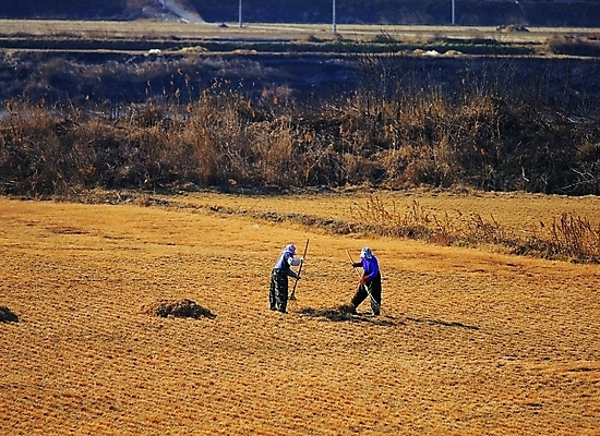 포토 JPG 주간 전신 식물 모자 한국문화 한국전통 여자 전통문화 호수 백그라운드 밭 농업 자연 노동자 논 그림자 서기 들기 사람 풍경 성인 야외 두명 농사 시골 풀 작업실 볏짚 농기구 고무래 몸빼 아낙 아낙네 여자만 성인여자만 성인만 국내포토 자연요소 직업 동양문화 전통 잡화 산업 문화 모션 한국 짚 생태계 파일형식