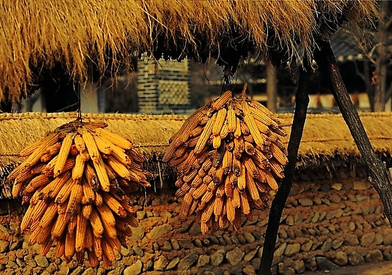 포토 주간 식물 한국문화 한국전통 전통문화 음식 백그라운드 고건축 식재료 지붕 한옥 곡류 건조 돌담 초가집 매달리기 옥수수 풍경 사람없음 야외 농작물 담장 시골 기둥 볏짚 풍물 국내포토 자연요소 동양문화 전통 건축물 건축 문화 농업 모션 한국 돌_바위 짚 파일형식