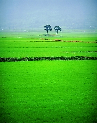 포토 주간 나무 식물 컬러 백그라운드 자연 풍경 초원 사람없음 야외 초록색 두그루 국내포토 자연요소 2 생태계 파일형식