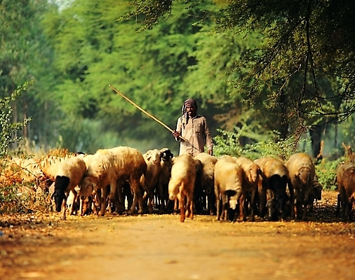 포토 주간 나무 식물 동물 척추동물 해외풍경 해외 육지동물 남자 나라 아시아 길 외국문화 포유류 한명 서기 들기 사람 상반신 야외 가축 양 막대기 양치기 인도 숲속 숲 전통의상 인도인 인도문화 도띠 인도의상 터번 지명 남자만 남자한명만 국내포토 자연요소 외국인 직업 1 동양문화 전통 문화 모션 동양인 풍경 인도_나라 머리장식 파일형식