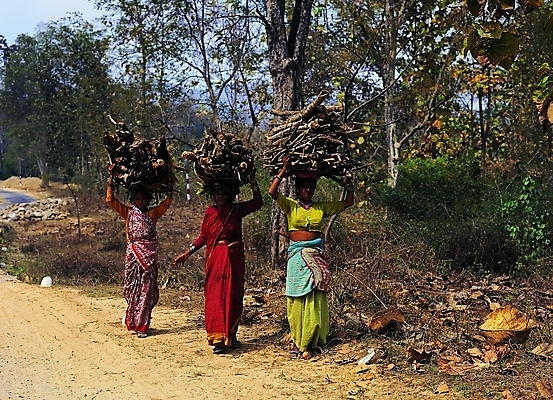 포토 주간 전신 나무 식물 해외풍경 해외 여자 나라 아시아 길 외국문화 나뭇잎 노동자 서기 들기 사람 야외 세명 걷기 짐 작업실 인도 전통의상 장작 인도인 인도문화 사리 인도의상 지명 여자만 국내포토 자연요소 외국인 직업 동양문화 전통 문화 잎 모션 동양인 풍경 인도_나라 파일형식