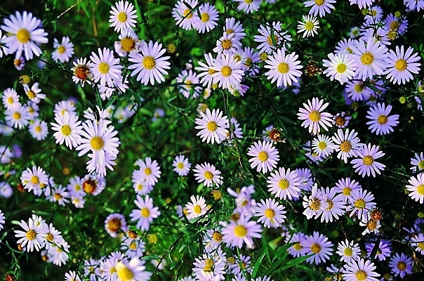 포토 식물 꽃 컬러 여러송이 백그라운드 무늬 패턴 자연 생물 가을꽃 근접촬영 사람없음 아웃포커스 장미 보라색 들꽃 구절초 국내포토 뷰포인트 다수 촬영기법 생태계 파일형식 가을_계절