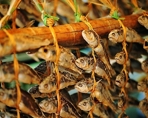 포토 동물 음식 백그라운드 식재료 건조 매달리기 어류 근접촬영 사람없음 아웃포커스 바다동물 끈 묶기 대나무 저장 나무기둥 새끼줄 걸림 짚끈 조기_생선 국내포토 나무 줄 바다 뷰포인트 모션 촬영기법 수중동물 파일형식