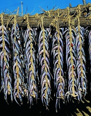 포토 주간 나무 식재료 건조 매달리기 어류 사람없음 야외 햇빛 다발 묶기 해산물 건어물 새끼줄 걸림 말린생선 짚끈 국내포토 자연요소 식물 줄 모션 태양 수중동물 끈 파일형식