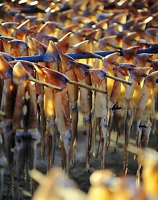 포토 주간 백그라운드 건조 어업 근접촬영 사람없음 야외 햇빛 꼬챙이 소프트포커스 가득함 해산물 오징어 건어물 건조대 말린오징어 국내포토 자연요소 산업 뷰포인트 주방용품 연체동물 촬영기법 태양 수중동물 파일형식