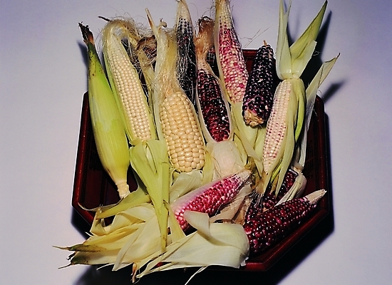 포토 식물 열매 음식 백그라운드 식재료 곡류 쟁반 옥수수 사람없음 농작물 껍질 옥수수수염 국내포토 농업 파일형식