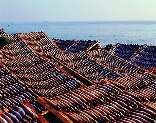포토 주간 바다 백그라운드 하늘 건조 어업 사람없음 야외 바다동물 가득함 해산물 오징어 어촌 건어물 건조대 말린오징어 국내포토 자연요소 동물 산업 연체동물 수중동물 시골 파일형식