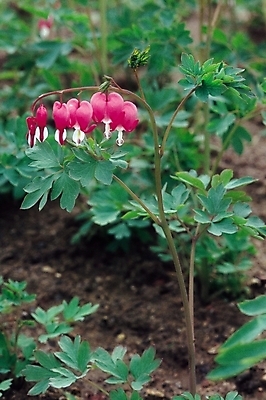 포토 JPG 주간 식물 꽃 줄기 백그라운드 잎 봄꽃 자연 사람없음 야외 흙 들꽃 숲 땅 금낭화 국내포토 자연요소 봄 생태계 파일형식