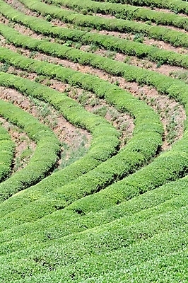 포토 JPG 주간 식물 사계절 계절 백그라운드 밭 자동차 자연 풍경 사람없음 야외 봄 도랑 차밭 국내포토 자연요소 육상교통 농업 생태계 파일형식
